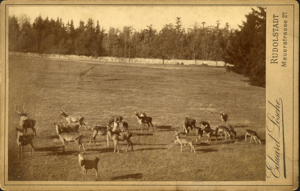 A monochrome photographic portrait from between 1865 and the 1920s taken by Eduard Lösche, Mauerstraße 27, Rudolstadt